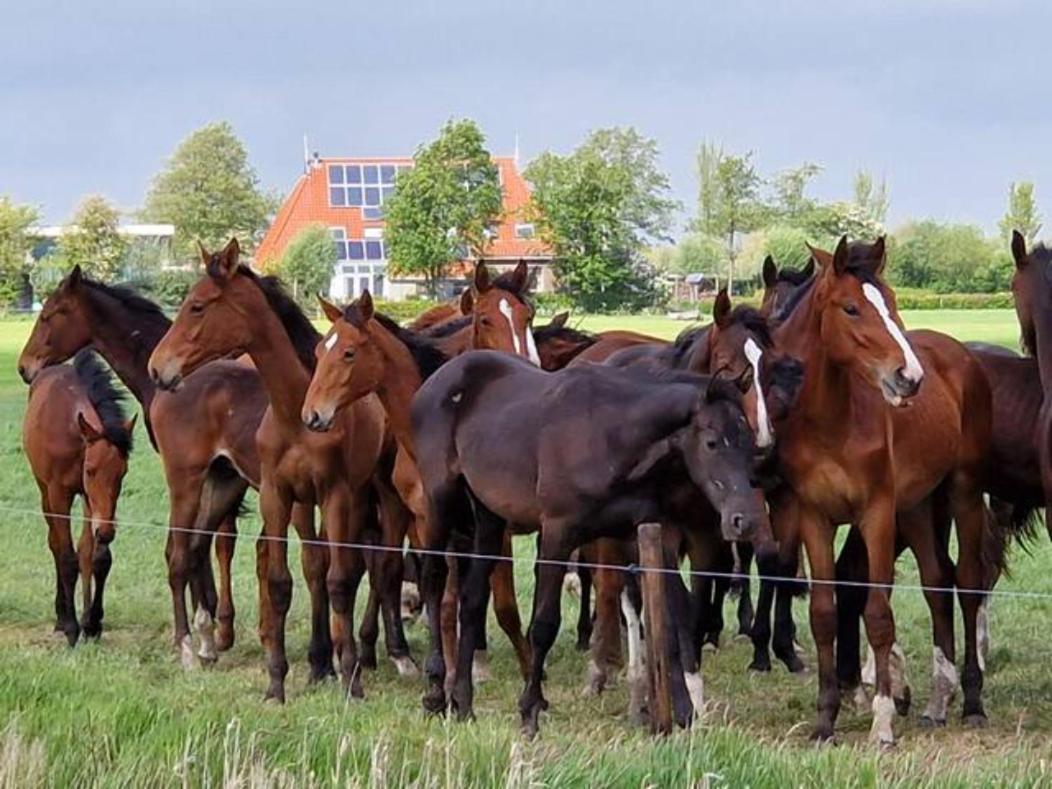 Luxe Gastenverblijf In Het Hart Van Friesland 액쿤 외부 사진